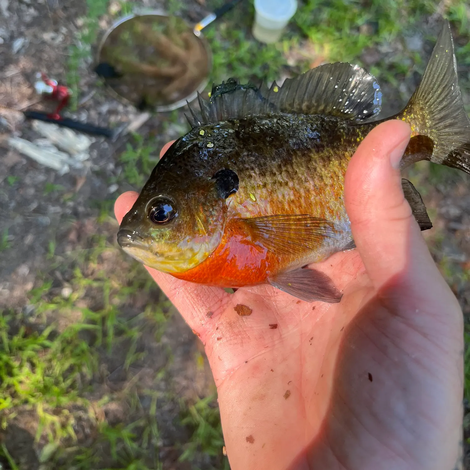 Bluegill caught on Fishbrain