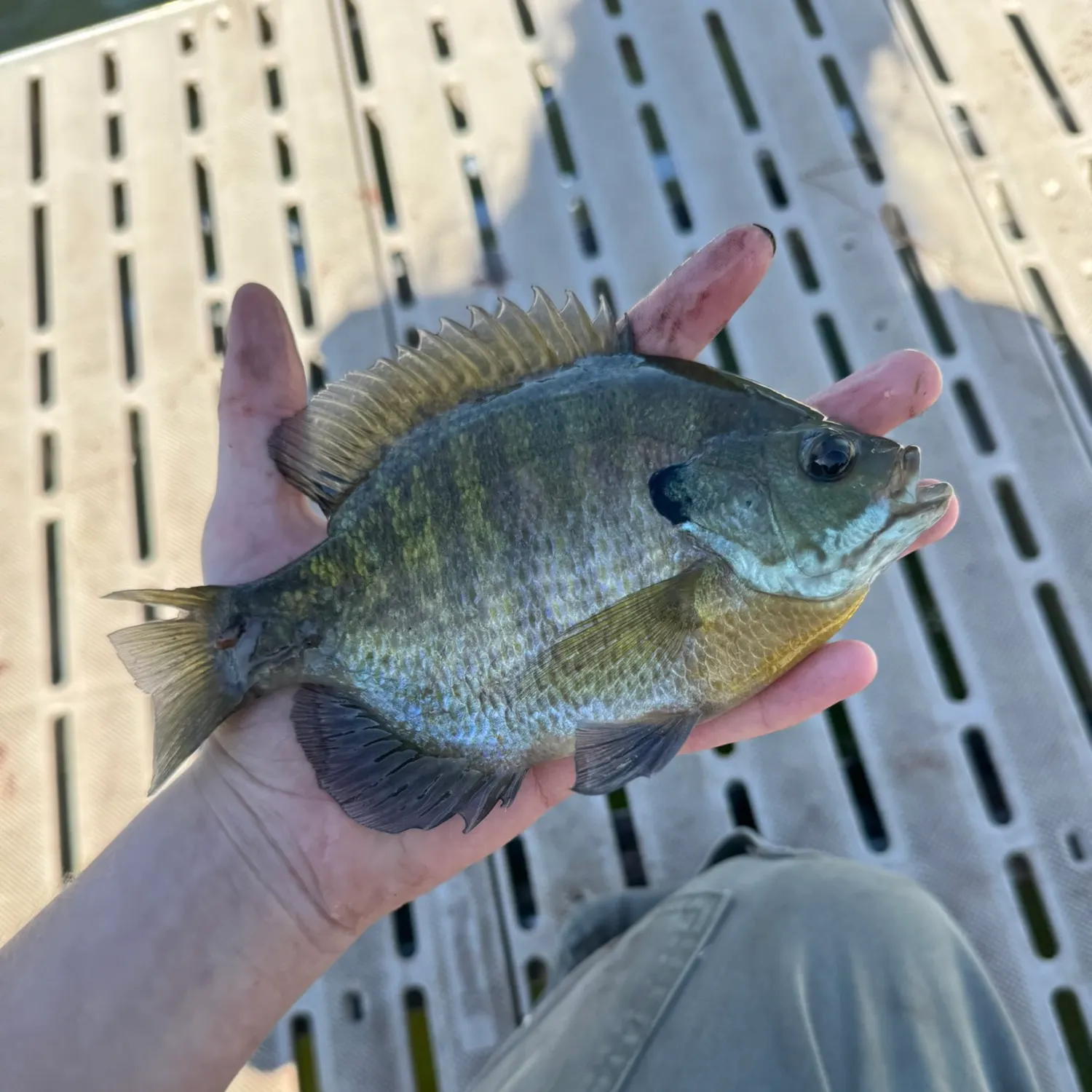 Bluegill caught on Fishbrain