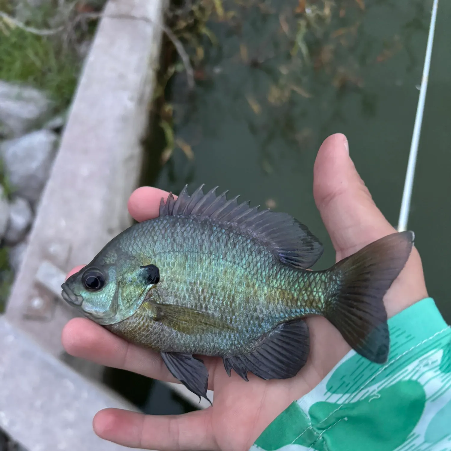 Bluegill caught on Fishbrain