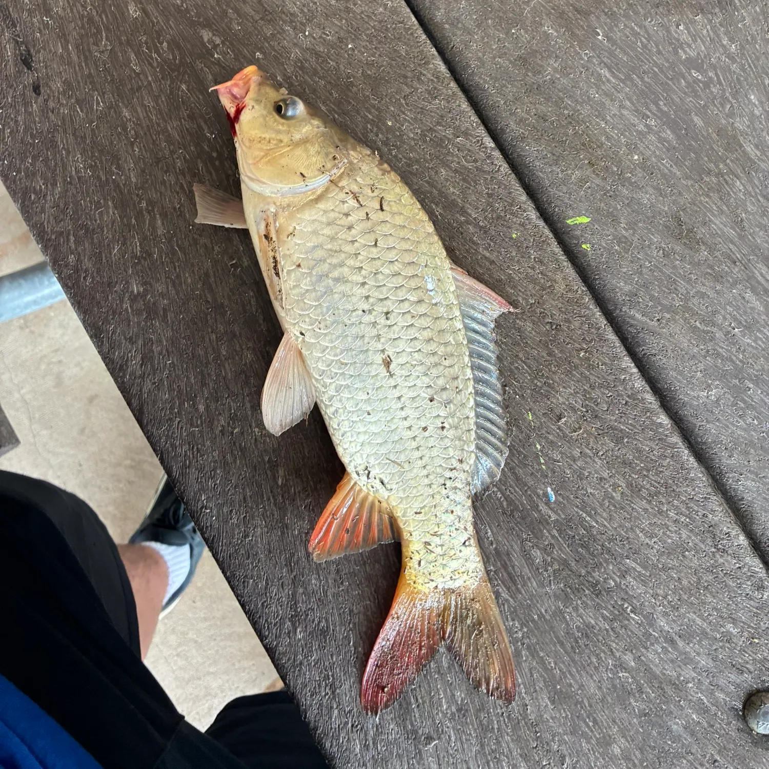 catch