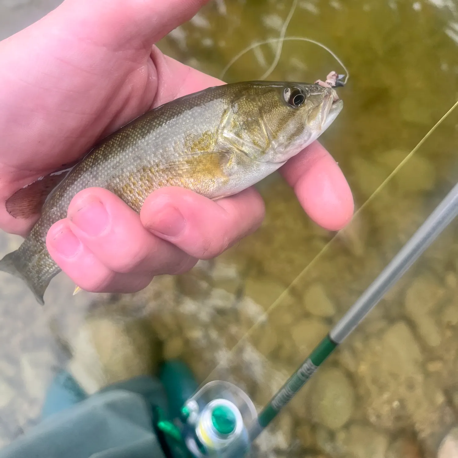 Smallmouth bass caught on Fishbrain