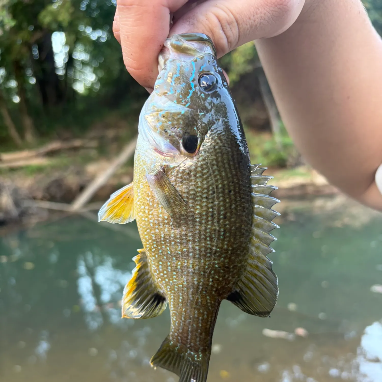 Green sunfish caught on Fishbrain
