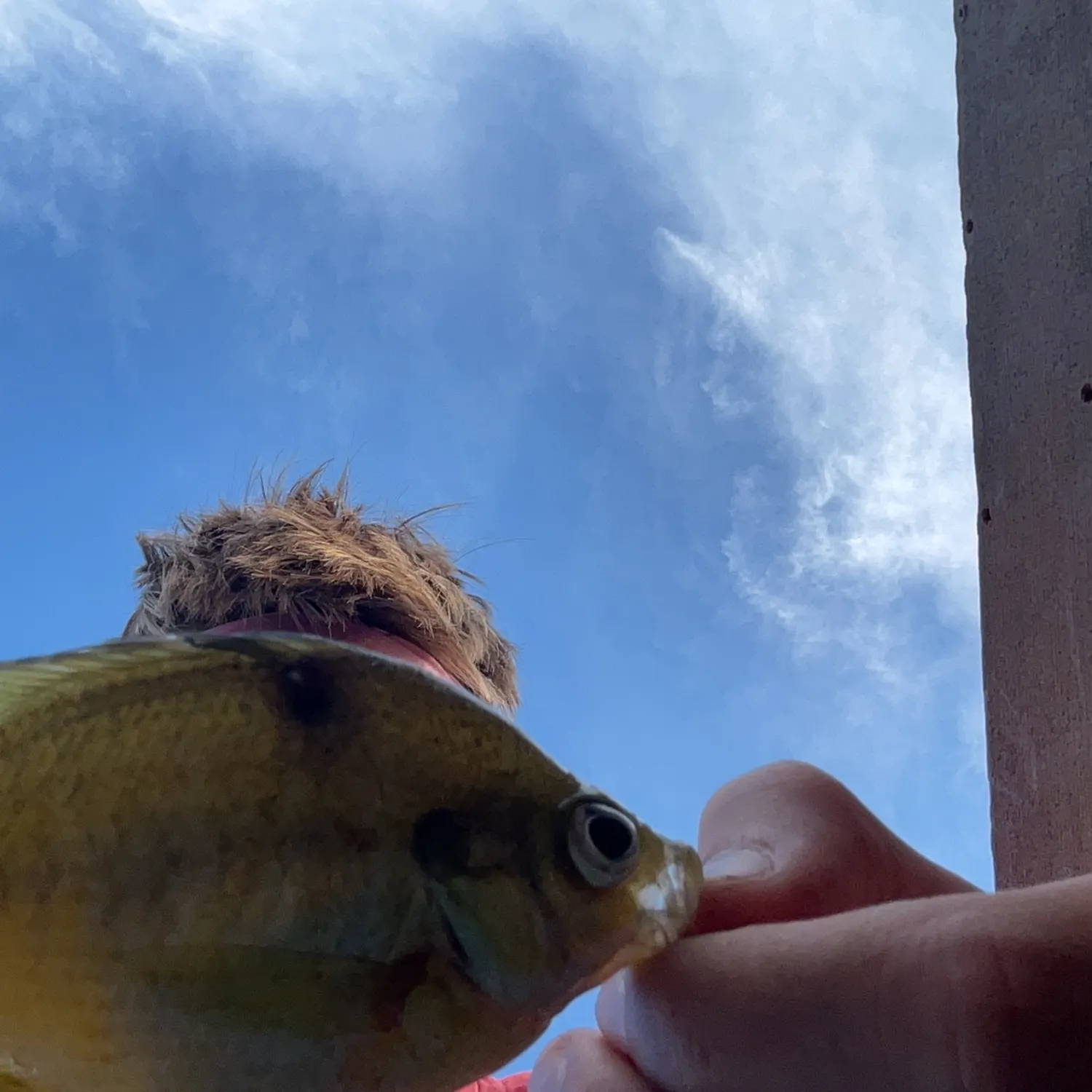 Bluegill caught on Fishbrain