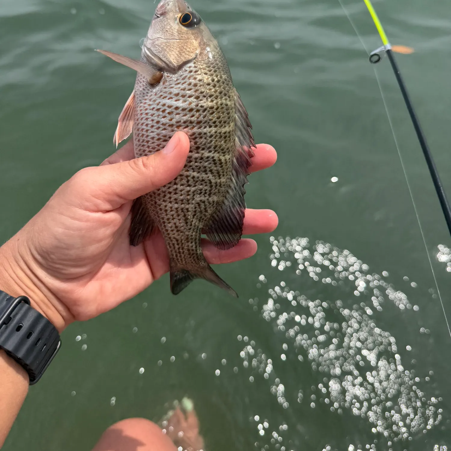 recently logged catches