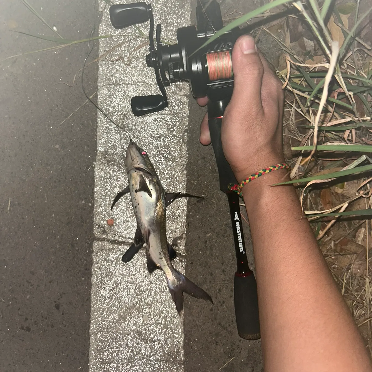 The most recent Mekong giant catfish catches on Fishbrain