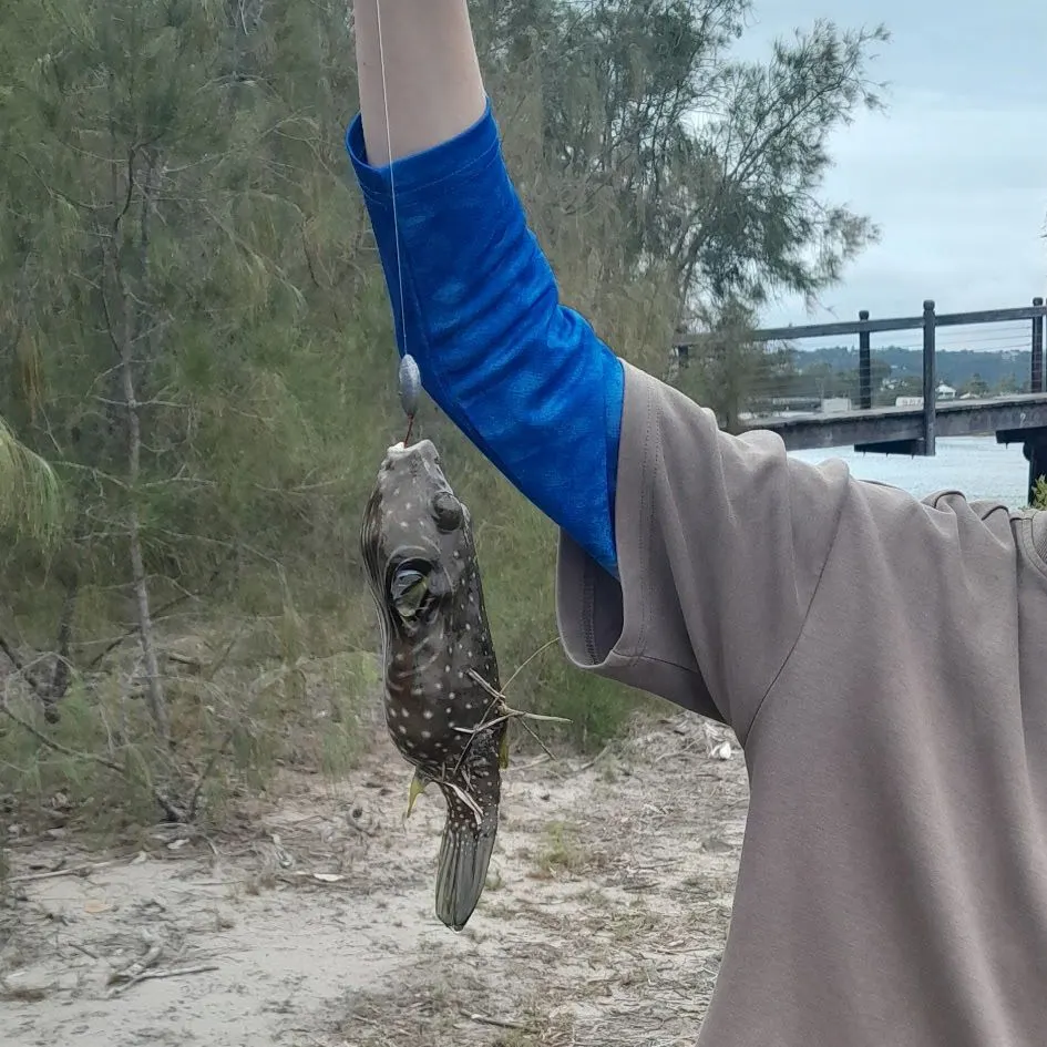 Reticulated pufferfish caught on Fishbrain