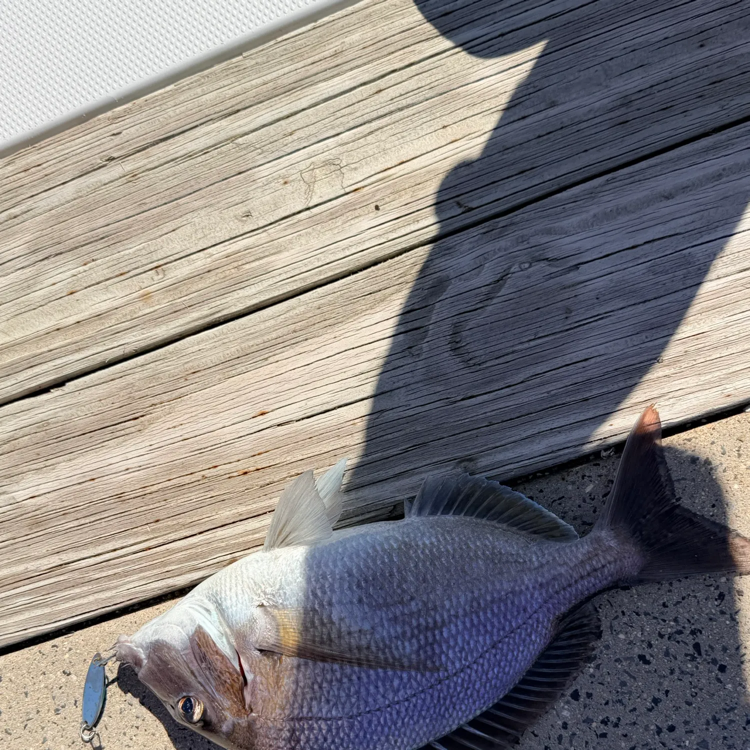 The most recent Pink dentex catches on Fishbrain