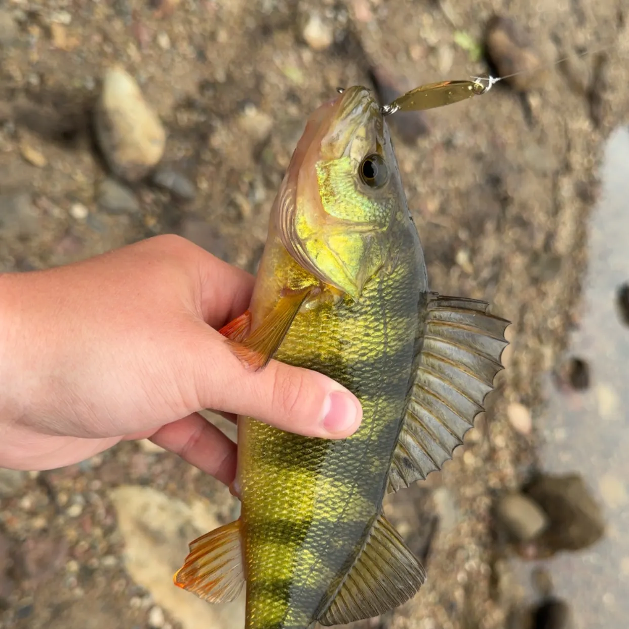 Yellow perch caught on Fishbrain