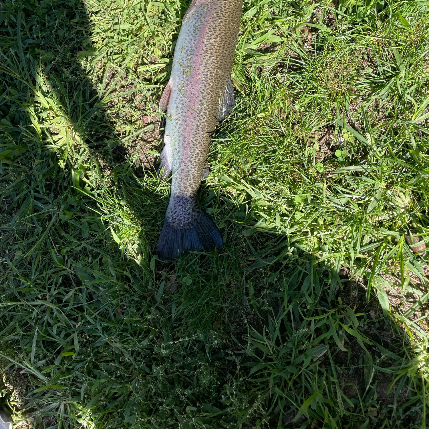 Lake trout caught on Fishbrain