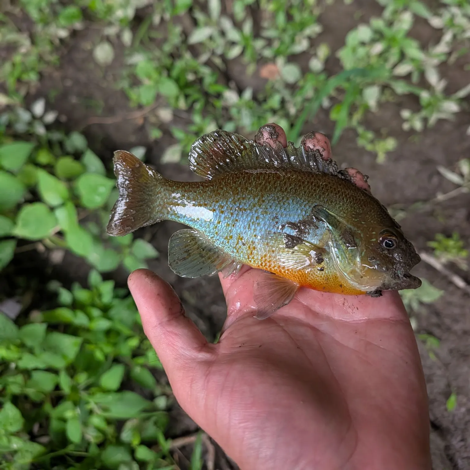 Redbreast sunfish caught on Fishbrain