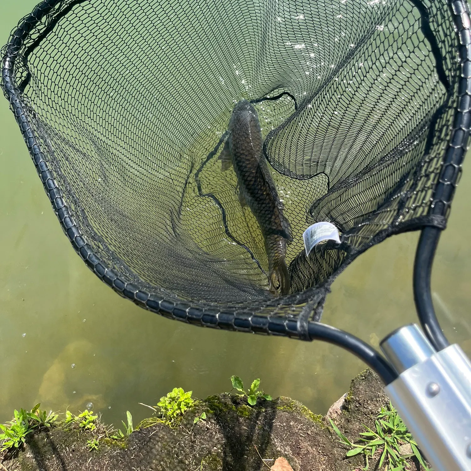 Mirror carp caught on Fishbrain