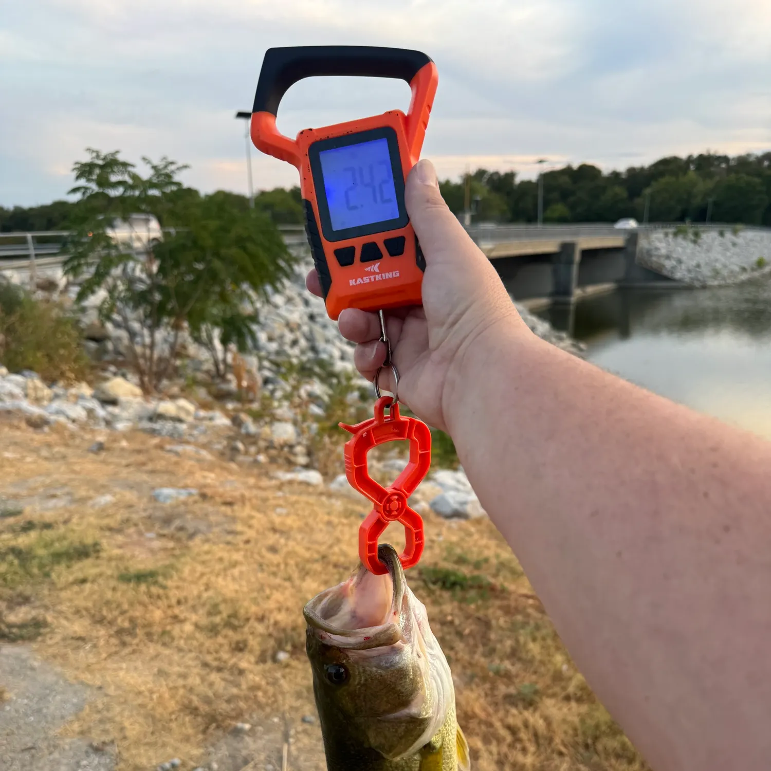 Largemouth bass caught on Fishbrain