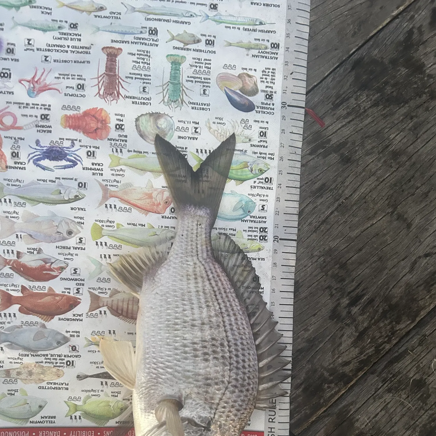 Surf bream caught on Fishbrain