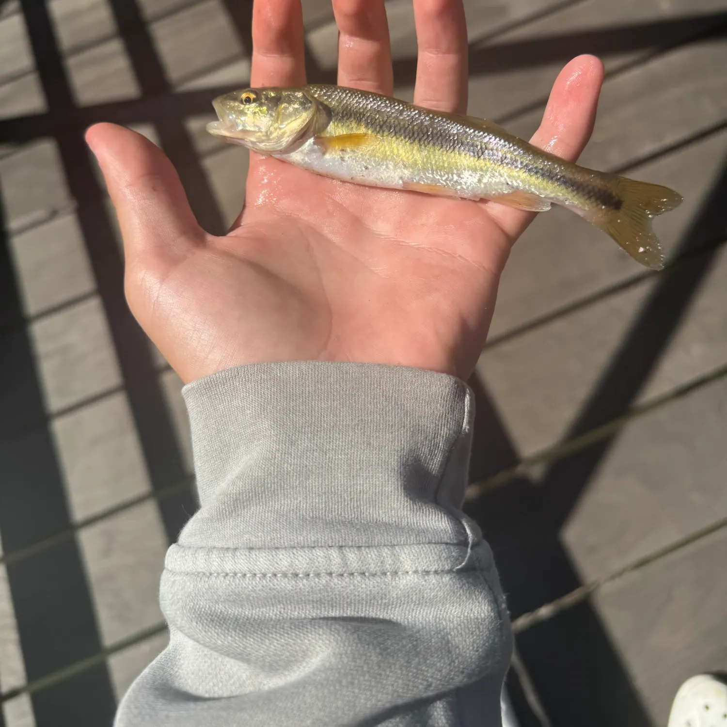 Creek chub caught on Fishbrain
