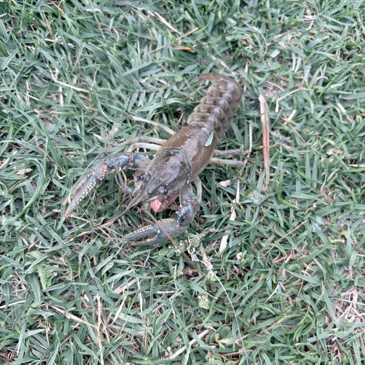 Signal crayfish caught on Fishbrain