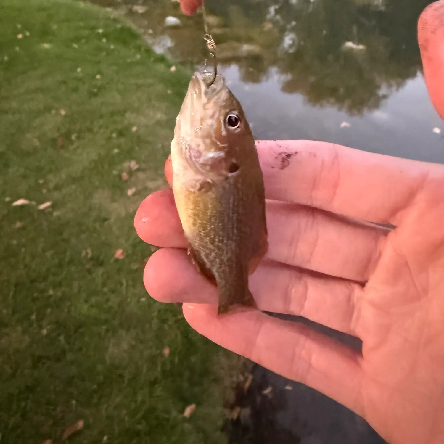 Green sunfish caught on Fishbrain