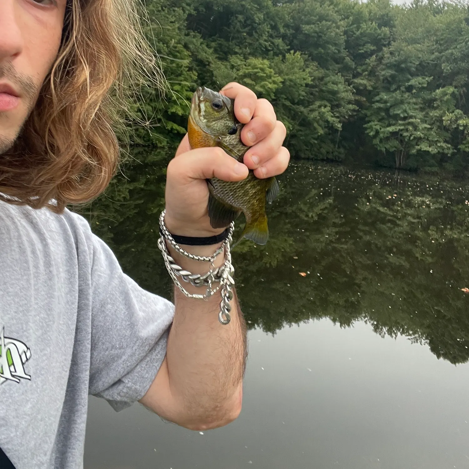 Bluegill caught on Fishbrain