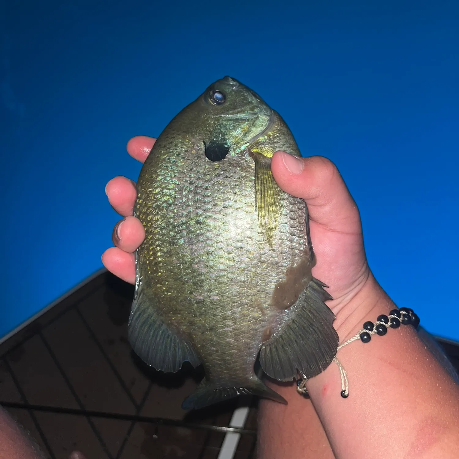The most recent Bluegill catches on Fishbrain