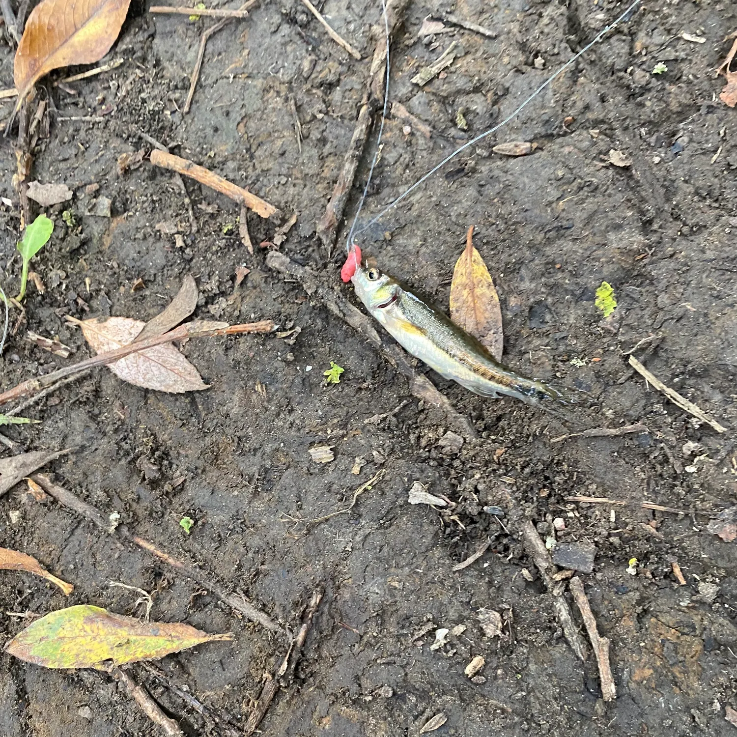 Eurasian minnow caught on Fishbrain
