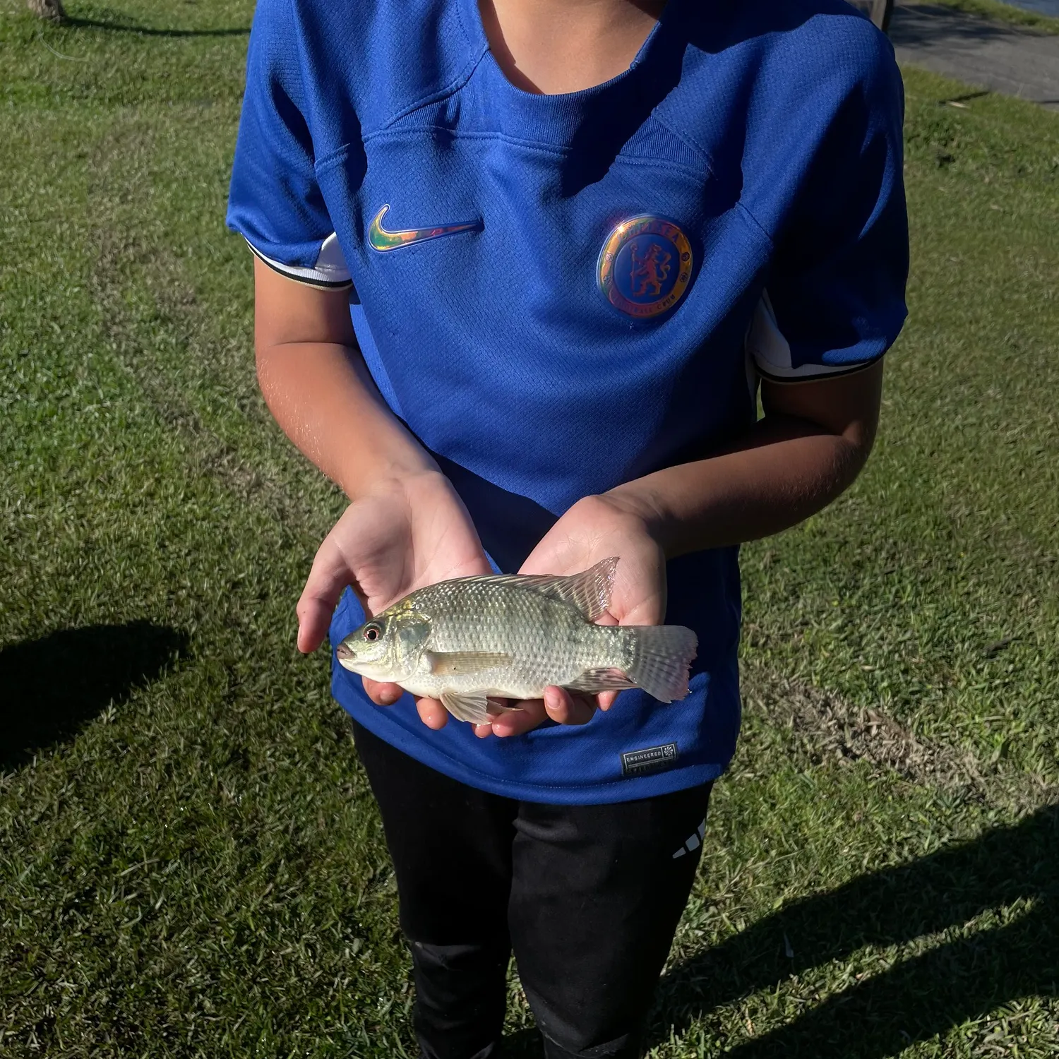 The most recent Blacktip shark catches on Fishbrain