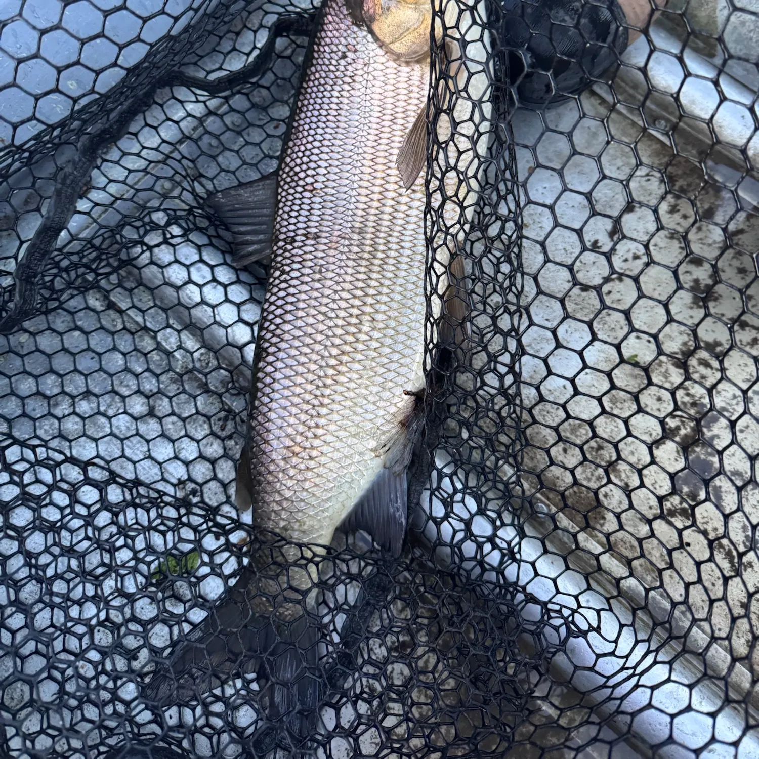 Lake whitefish caught on Fishbrain