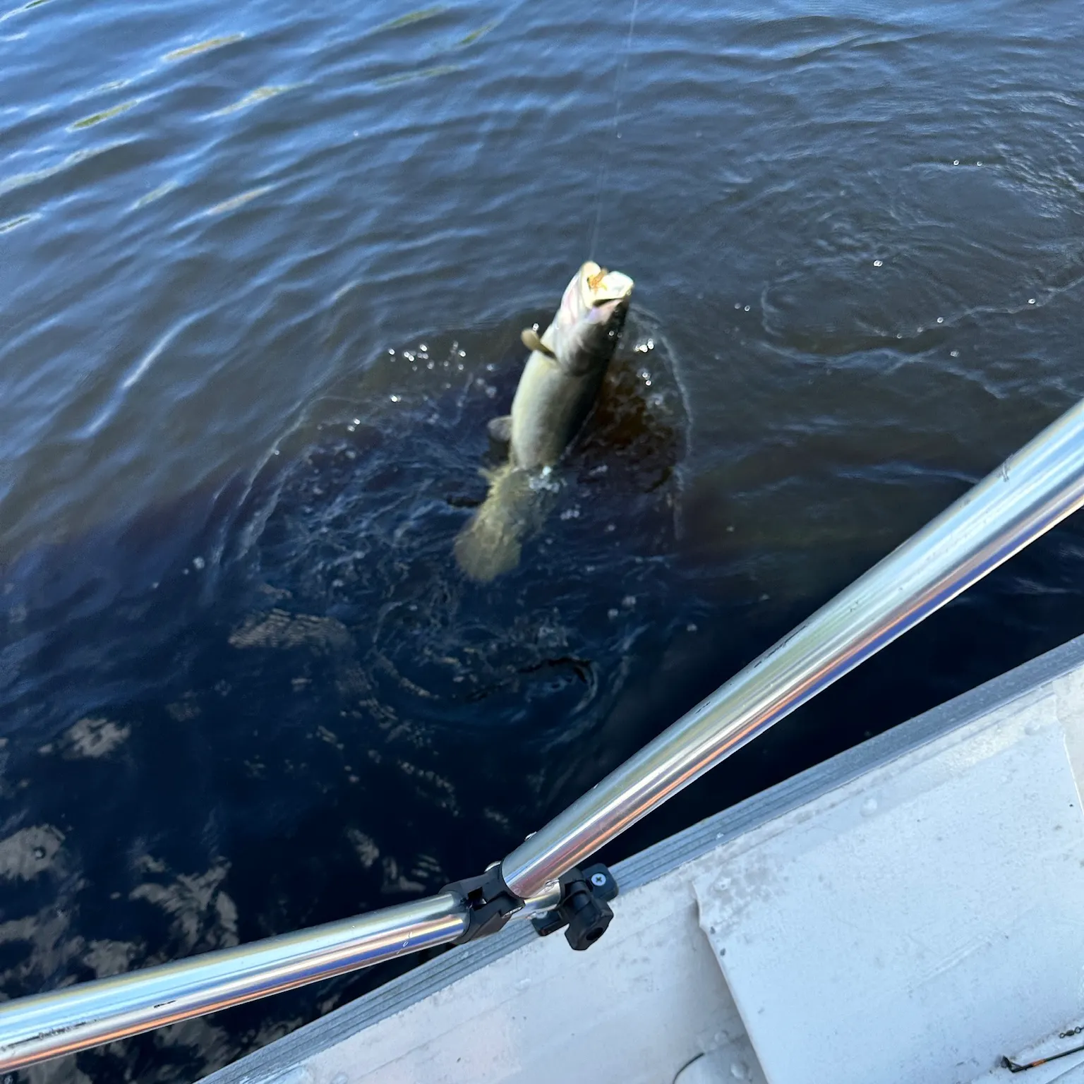 The most recent Eyetail bowfin catches on Fishbrain