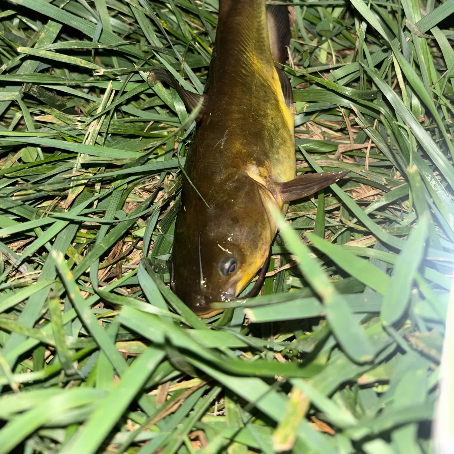 Yellow bullhead caught on Fishbrain