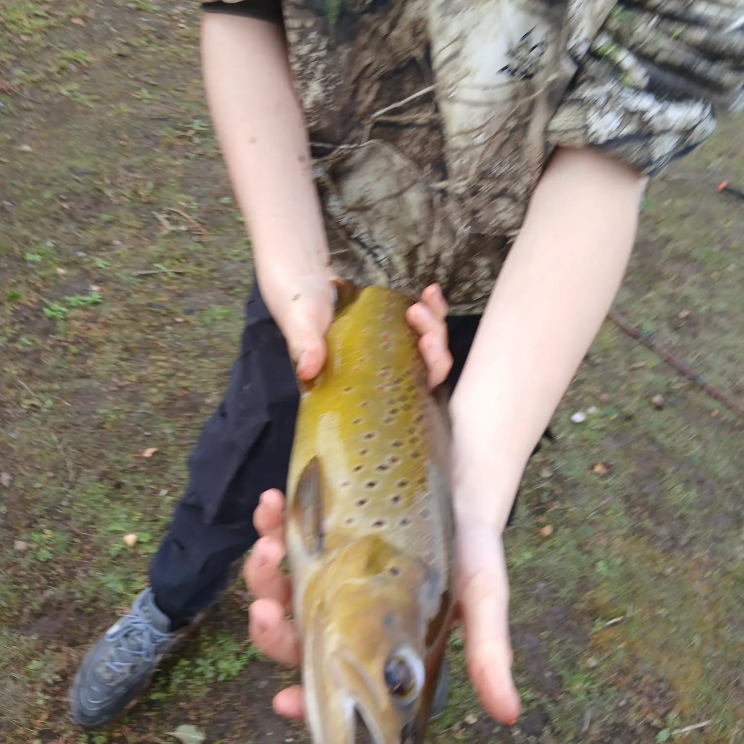 Brown trout caught on Fishbrain