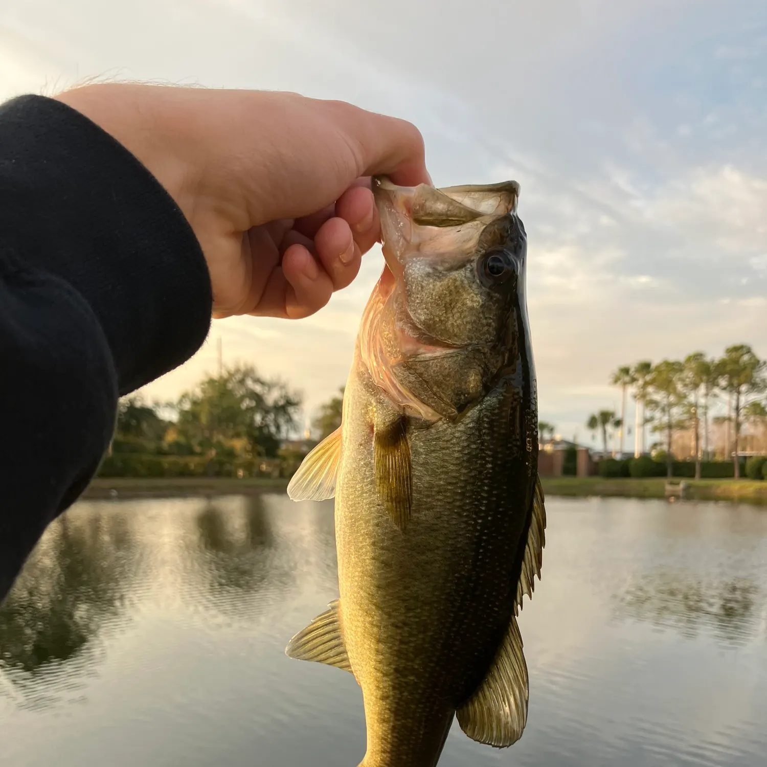 The most recent Florida bass catches on Fishbrain