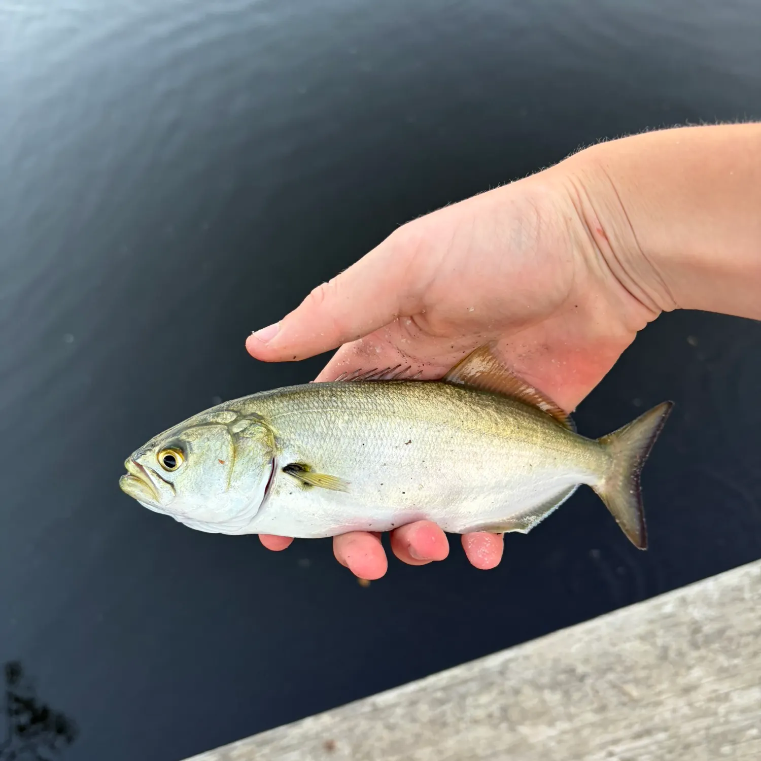 Bluefish caught on Fishbrain