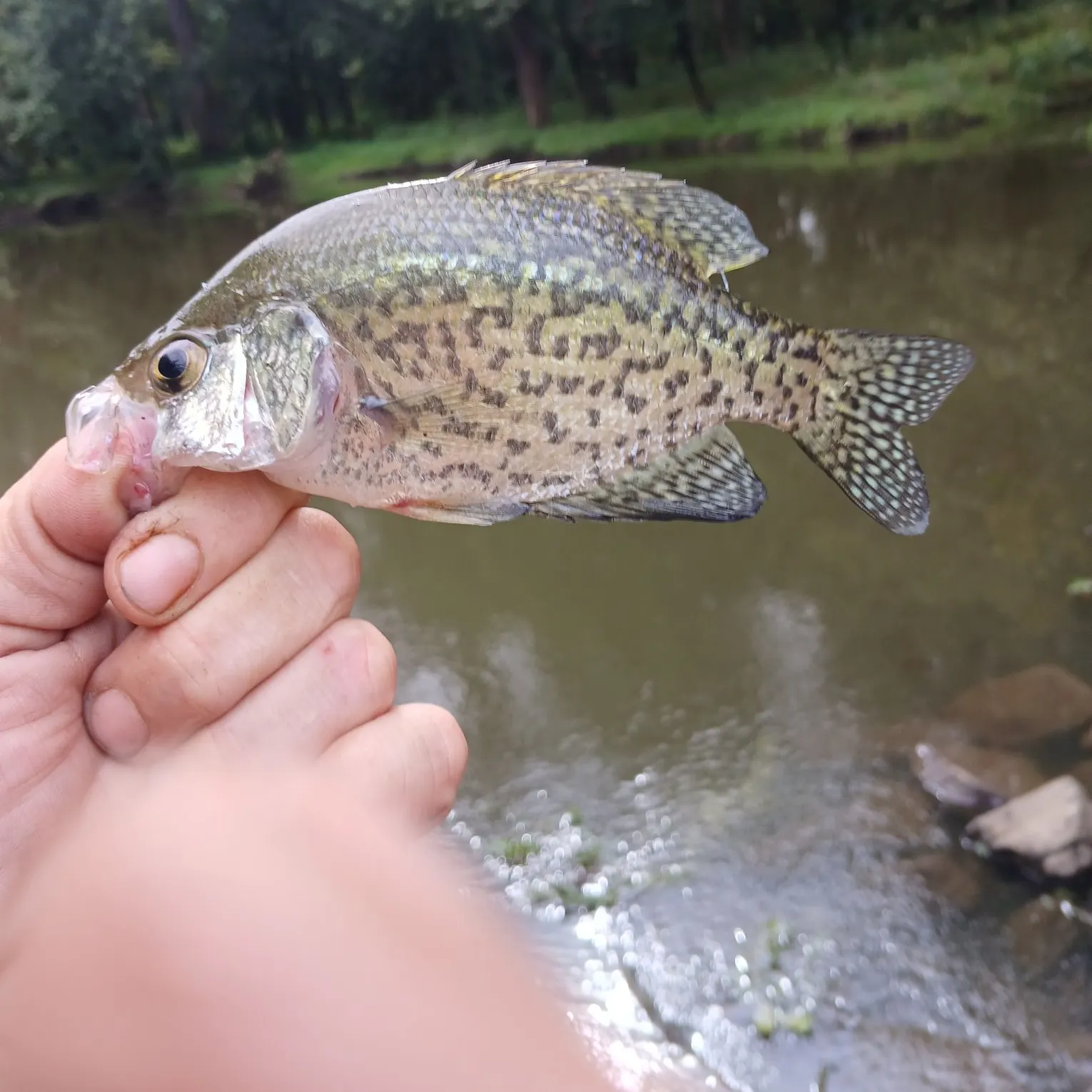 Black crappie caught on Fishbrain