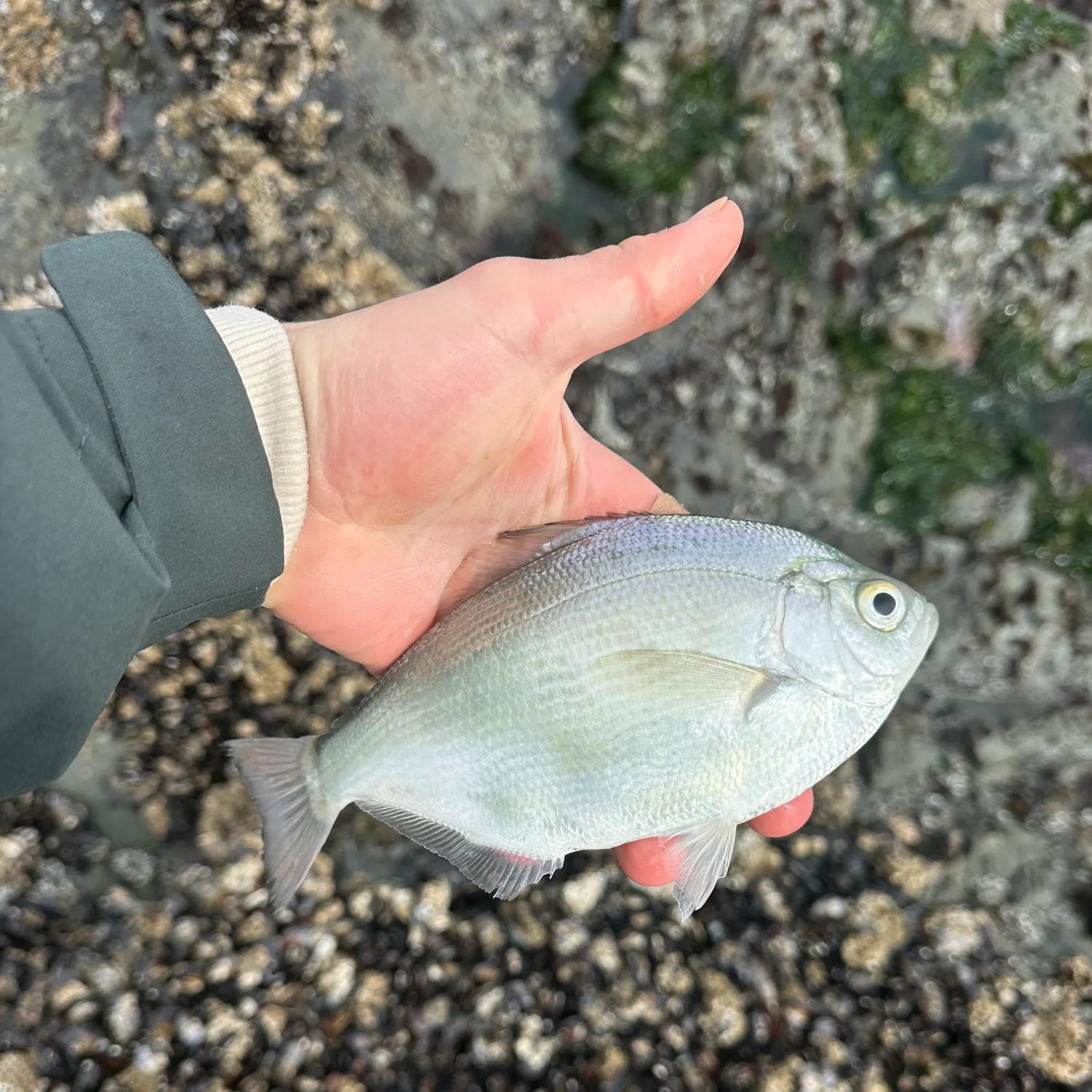 The most recent Silver surfperch catches on Fishbrain