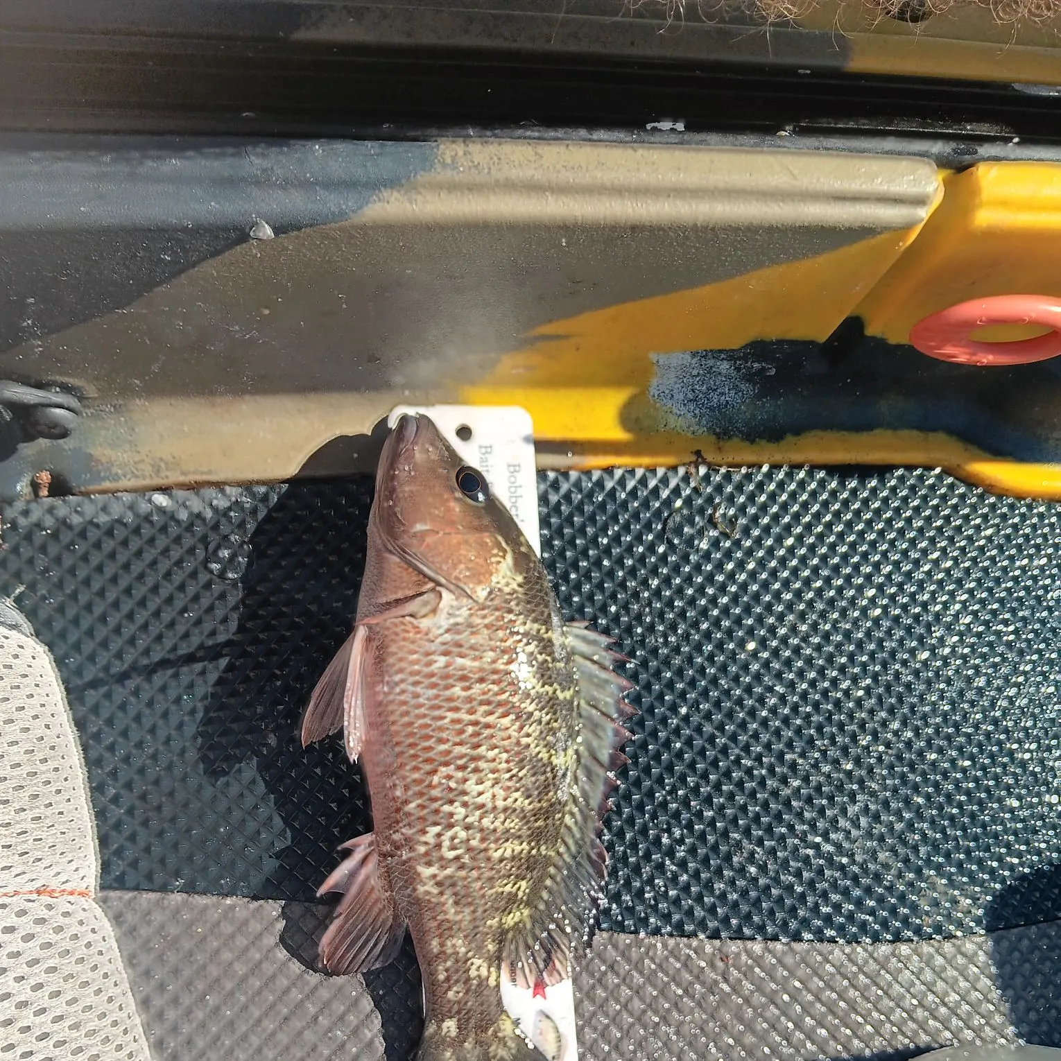 The most recent Mangrove snapper catches on Fishbrain