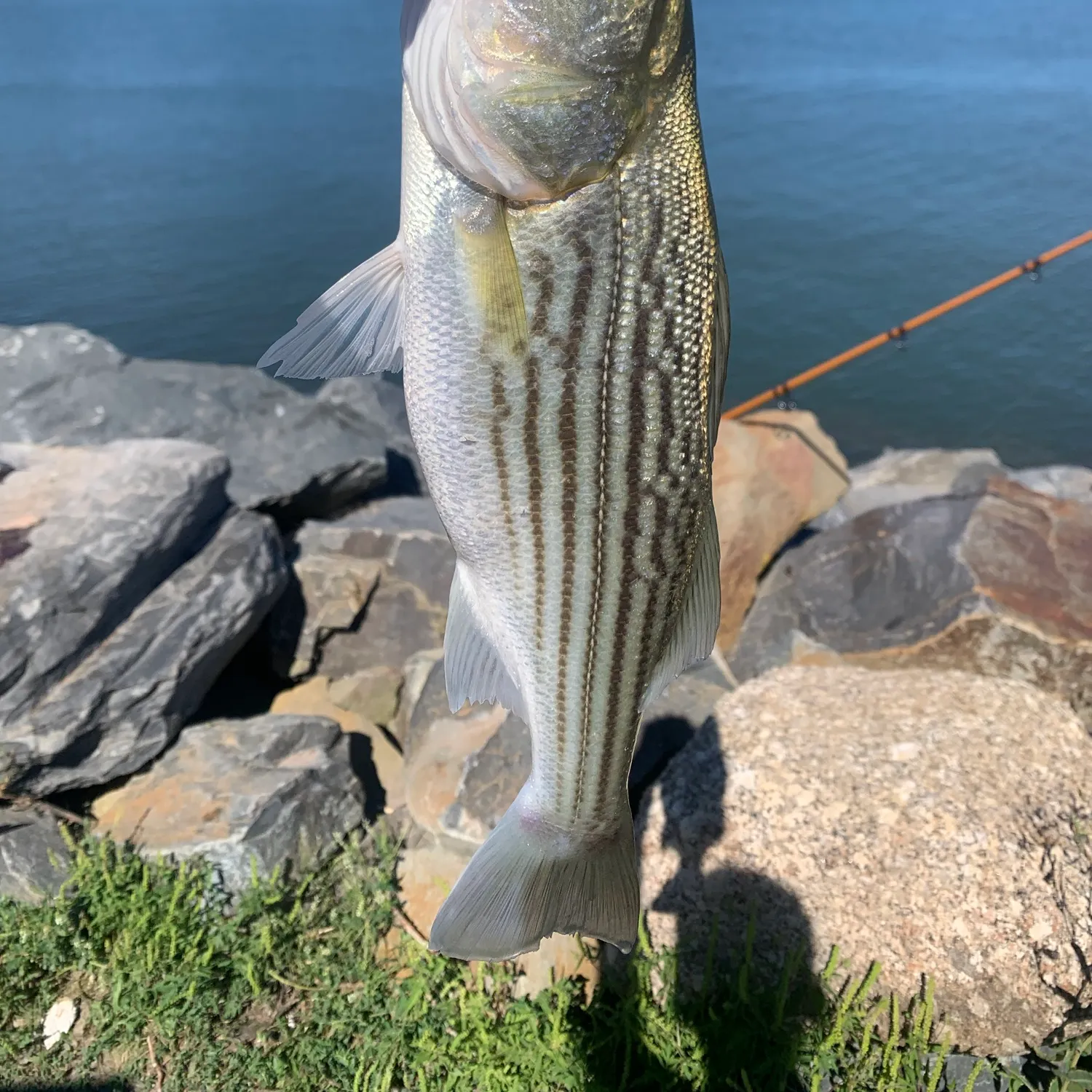 Striped bass caught on Fishbrain