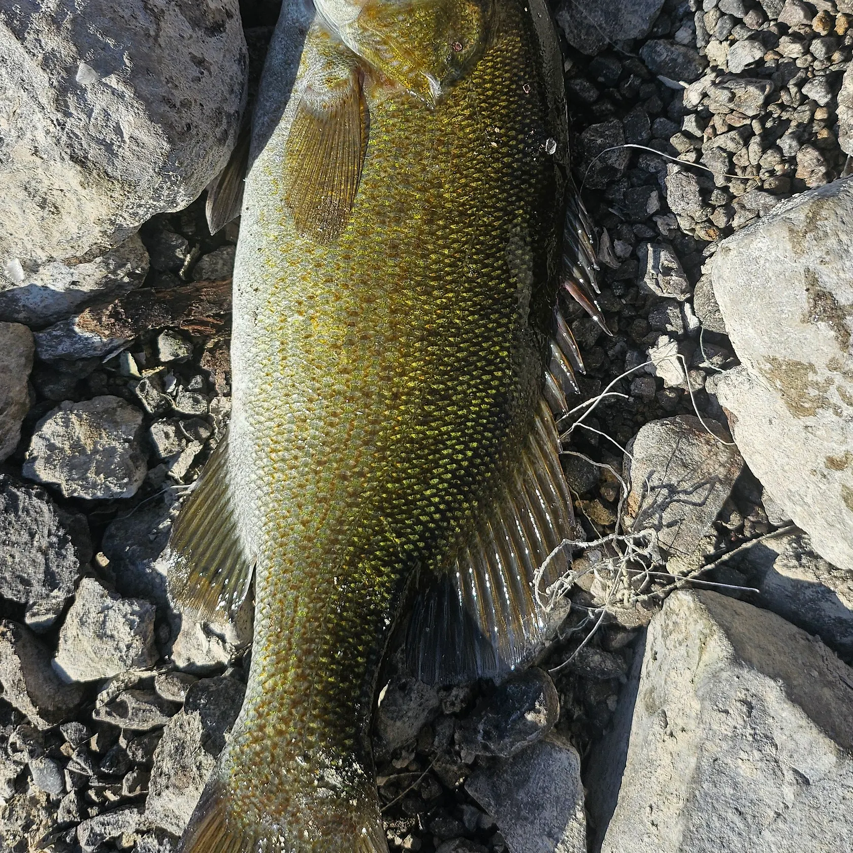 Smallmouth bass caught on Fishbrain