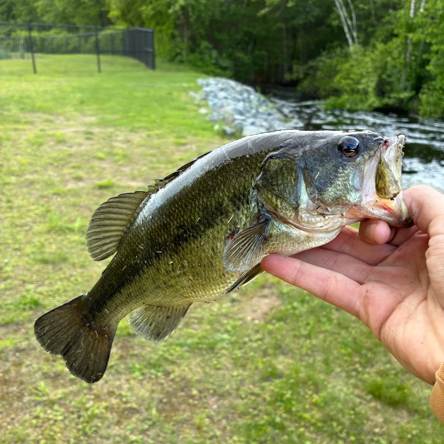 angler catch
