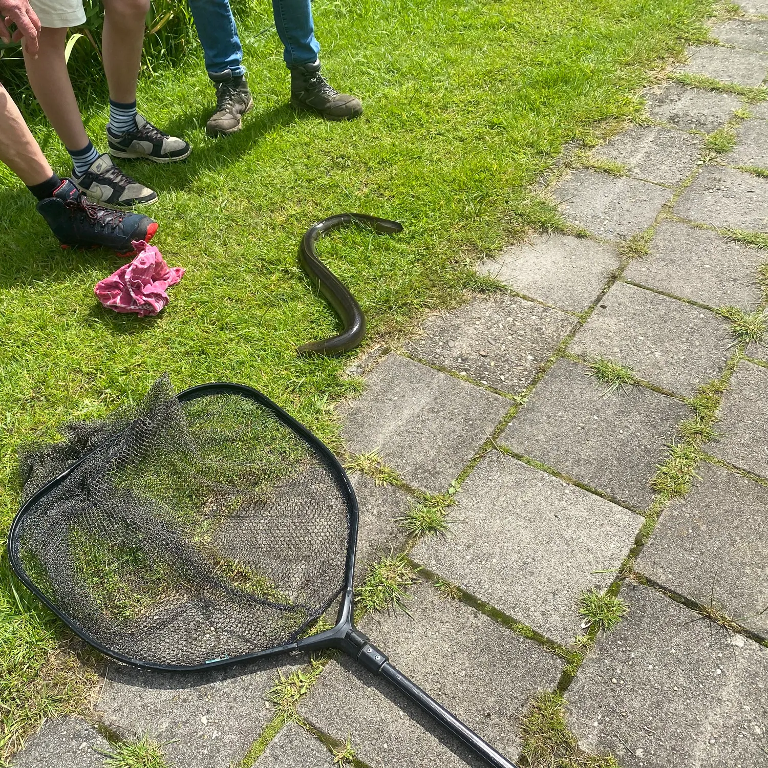 The most recent European eel catches on Fishbrain