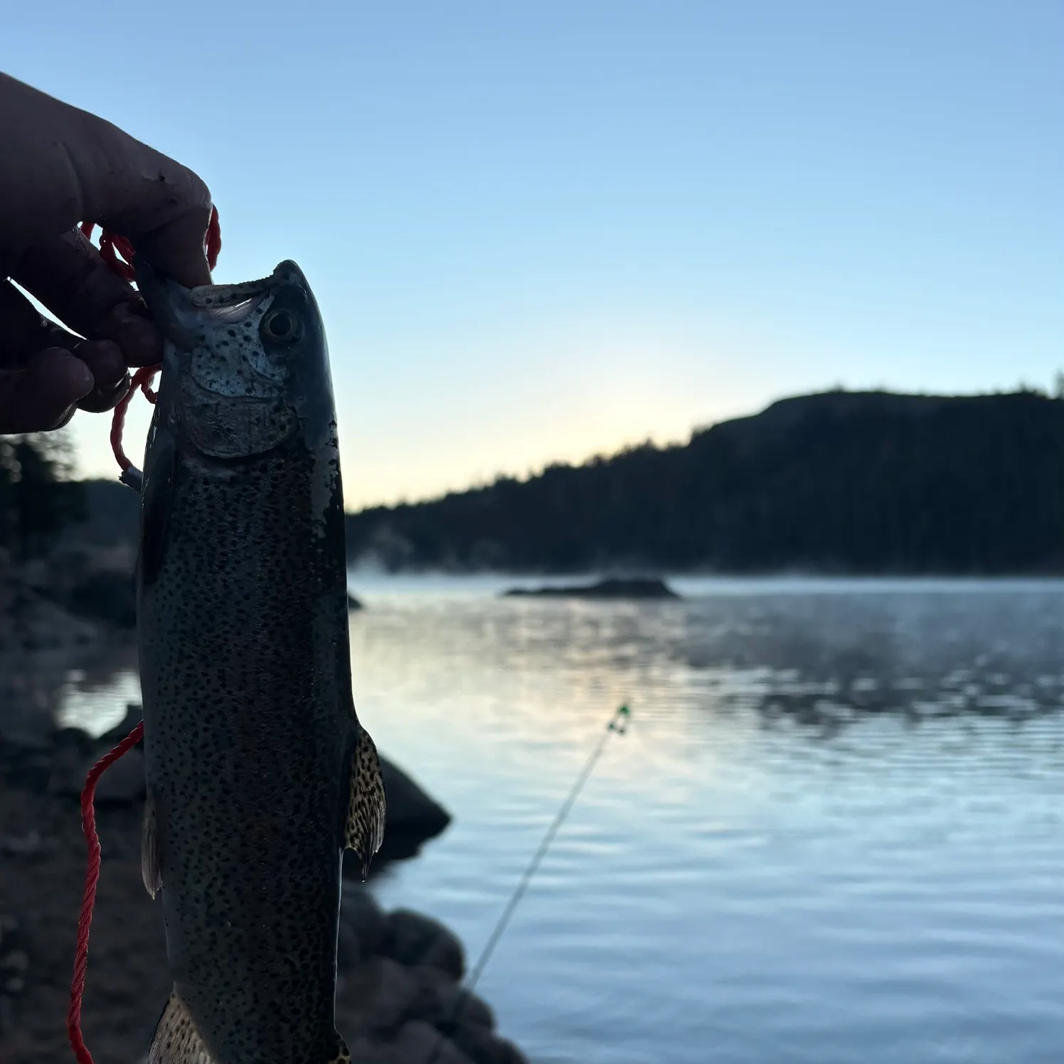 Rainbow trout caught on Fishbrain