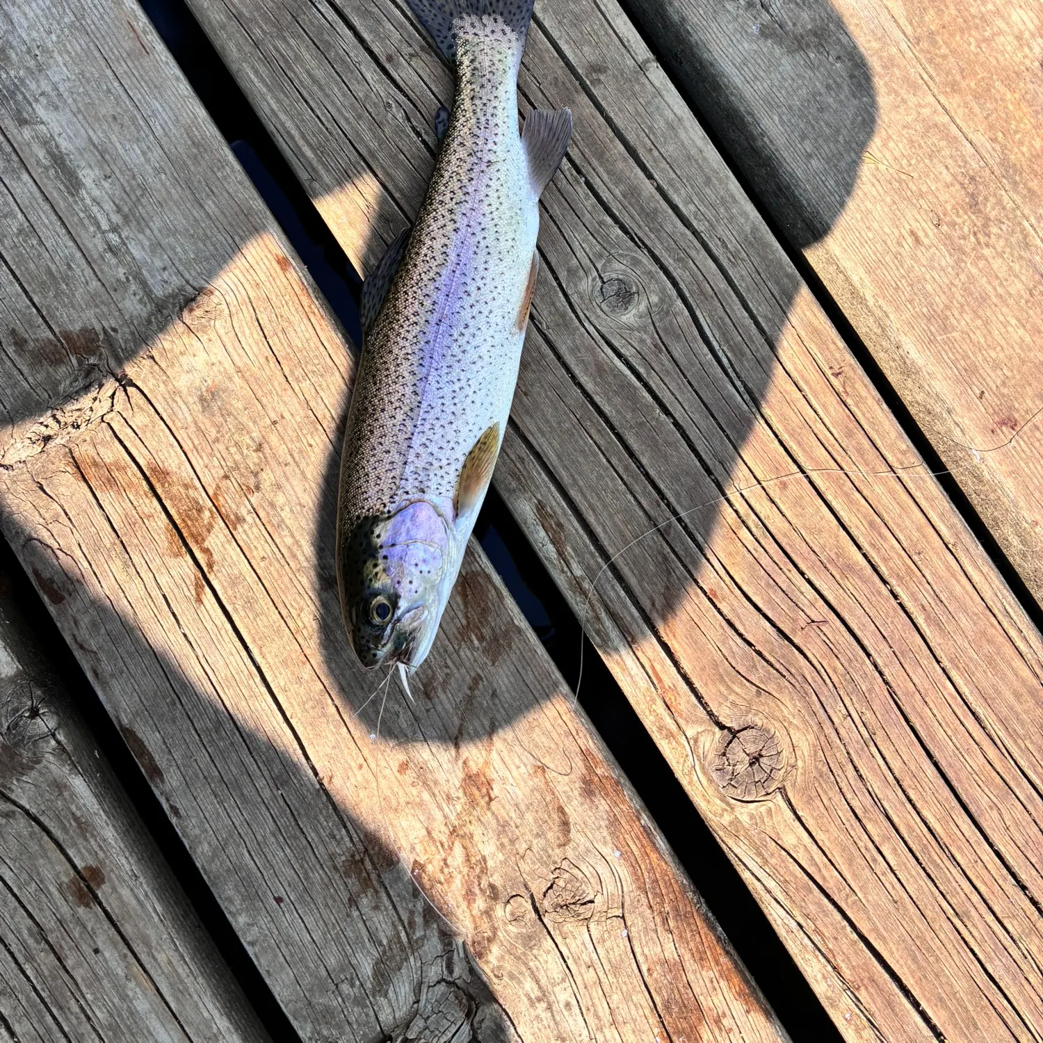 angler catch