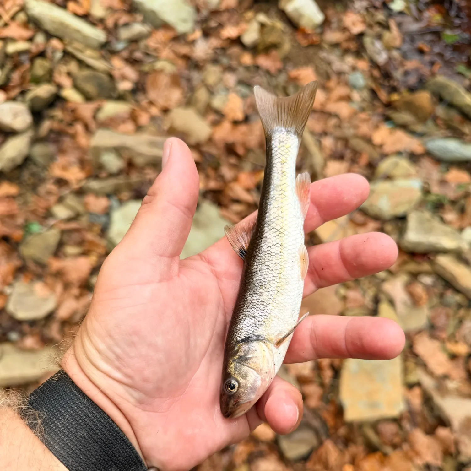 Creek chub caught on Fishbrain