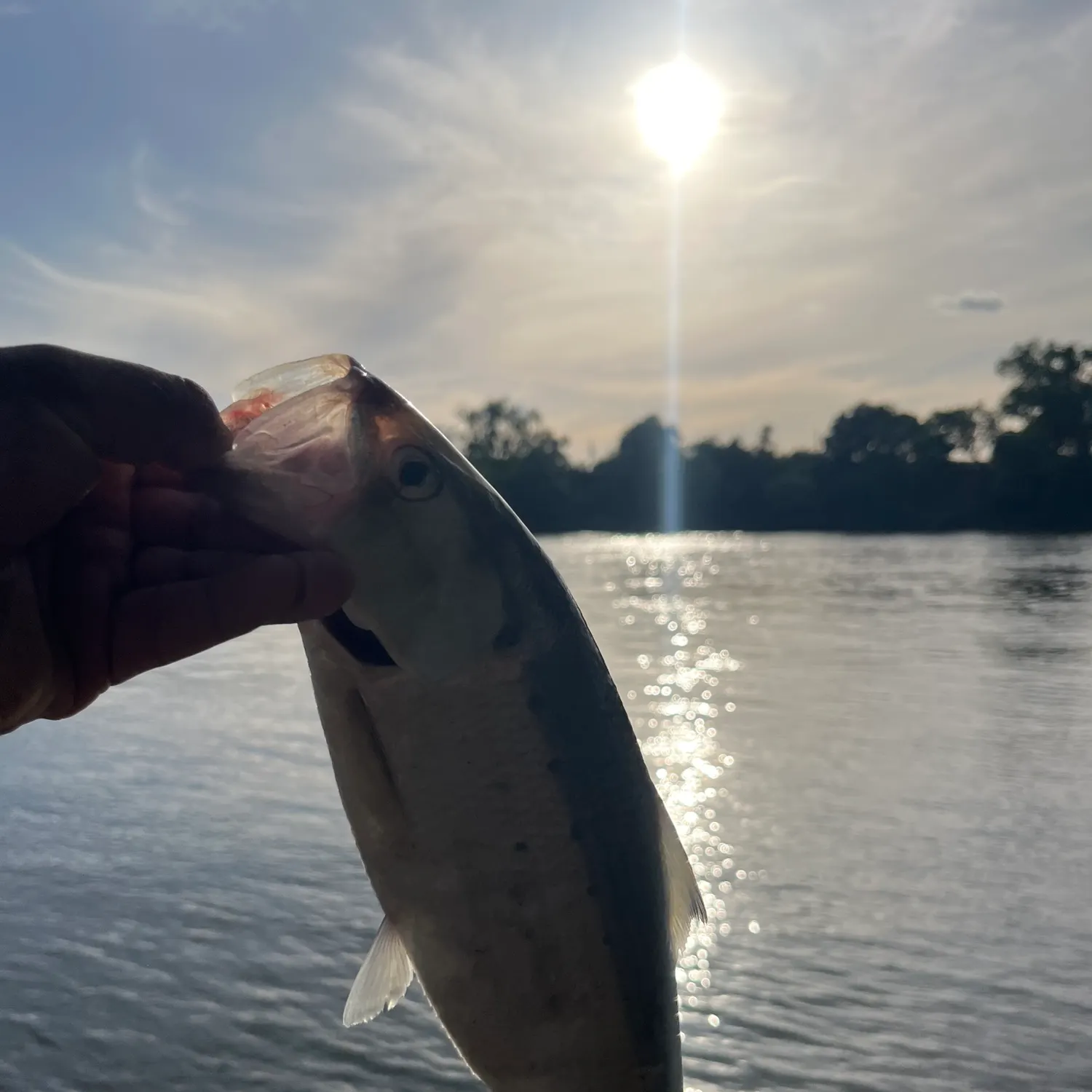 The most recent American shad catches on Fishbrain