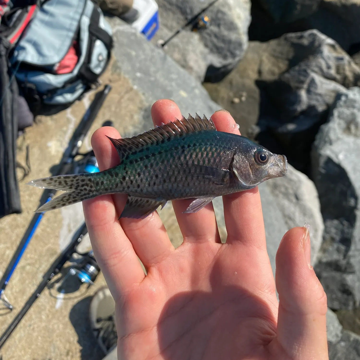 The most recent Blacksmith catches on Fishbrain