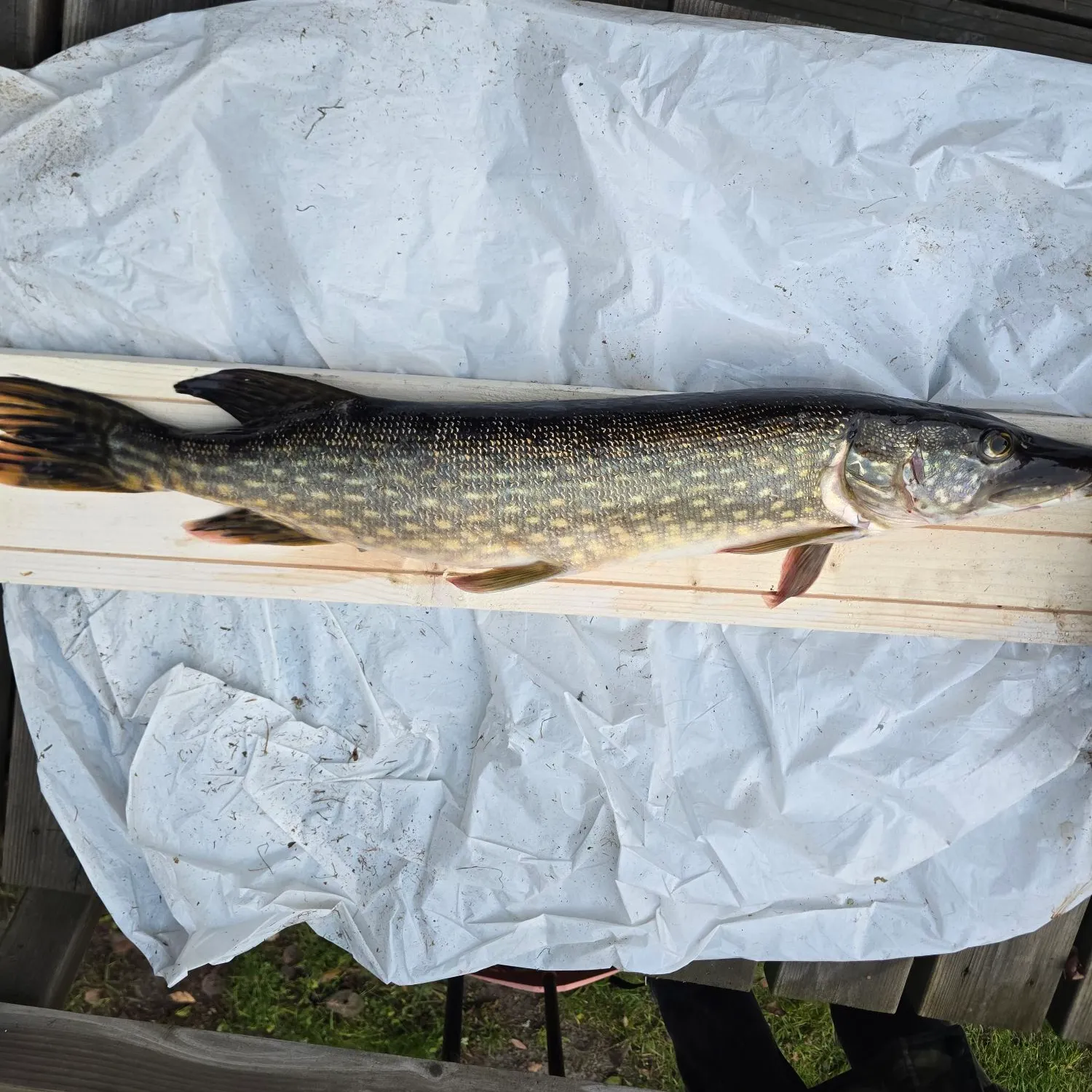 Northern pike caught on Fishbrain
