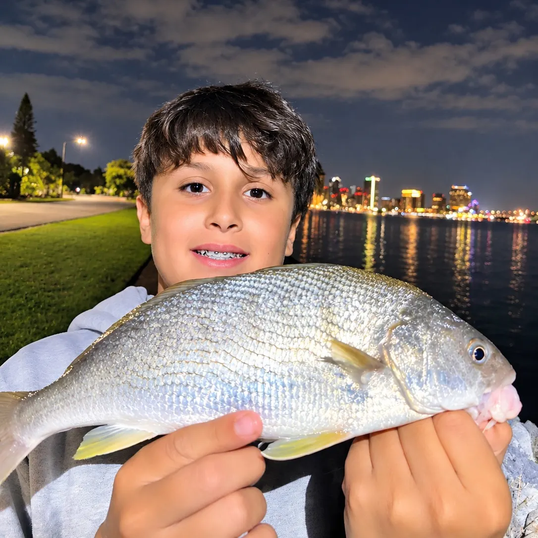 Yellowfin croaker caught on Fishbrain
