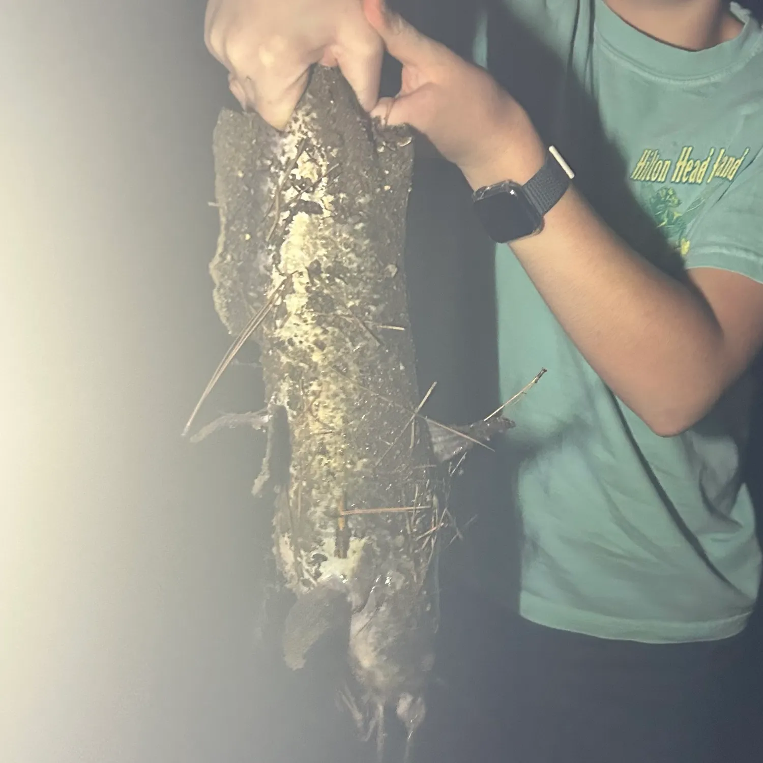Channel catfish caught on Fishbrain