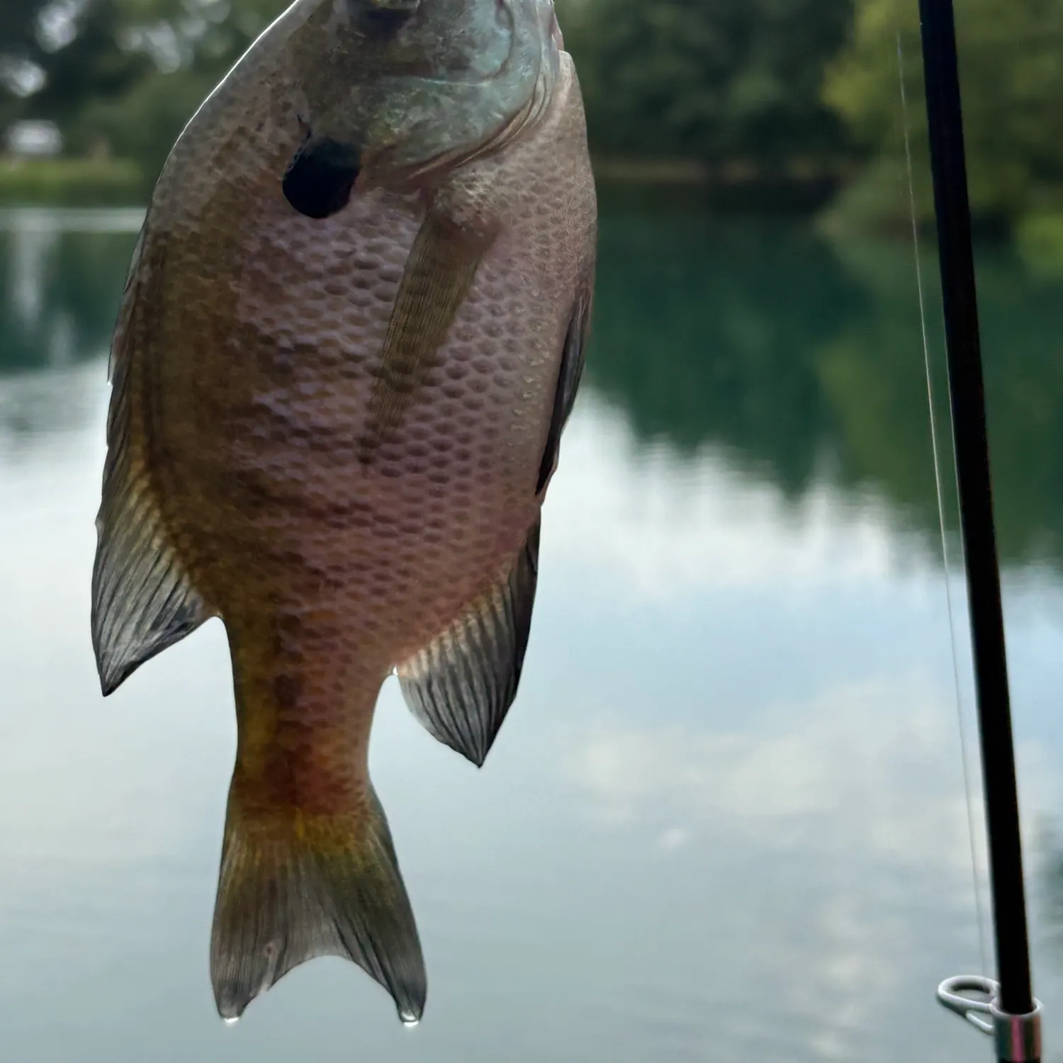 Bluegill caught on Fishbrain