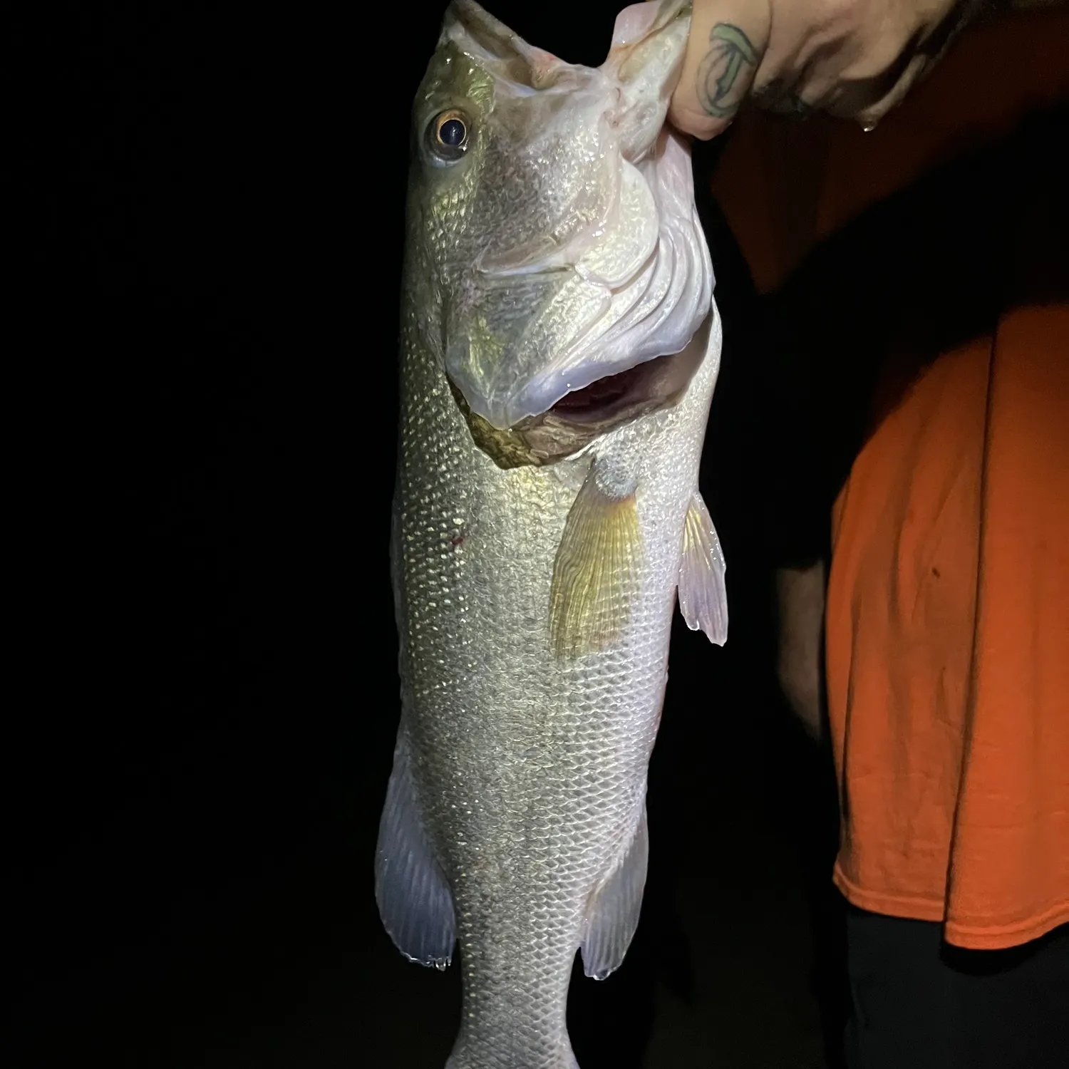 Largemouth bass caught on Fishbrain