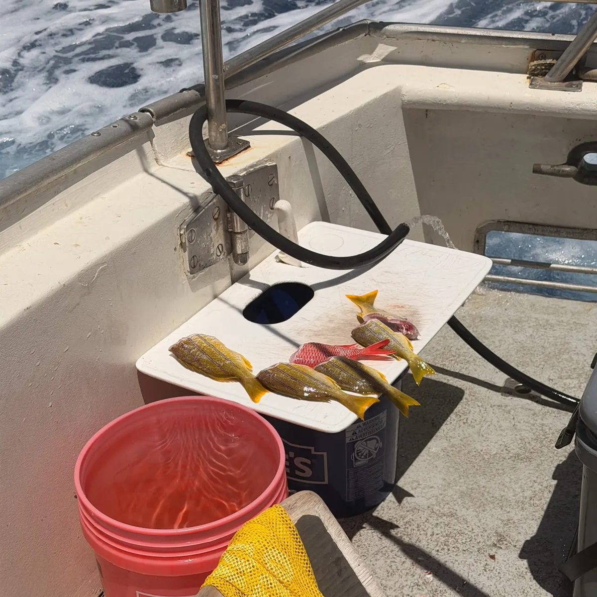 The most recent Common bluestripe snapper catches on Fishbrain