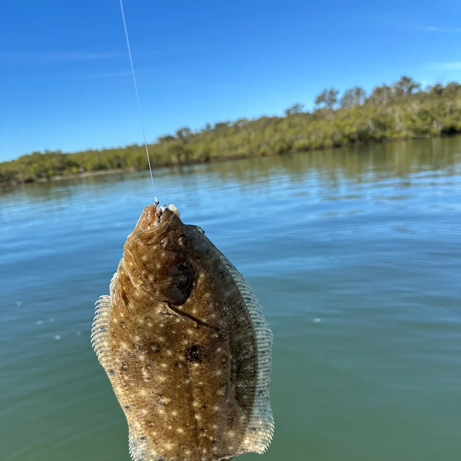 The most recent Largetooth flounder catches on Fishbrain