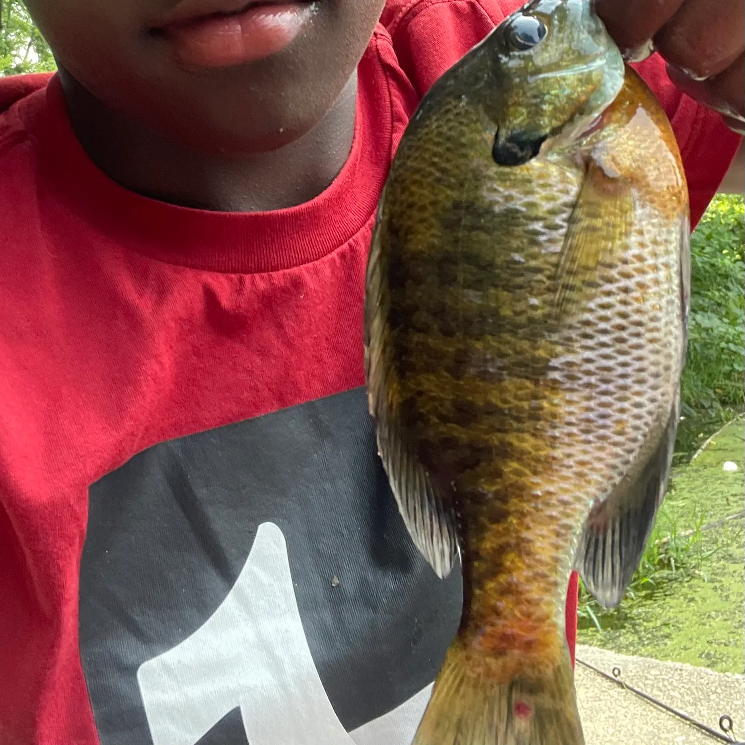 Redbreast sunfish caught on Fishbrain